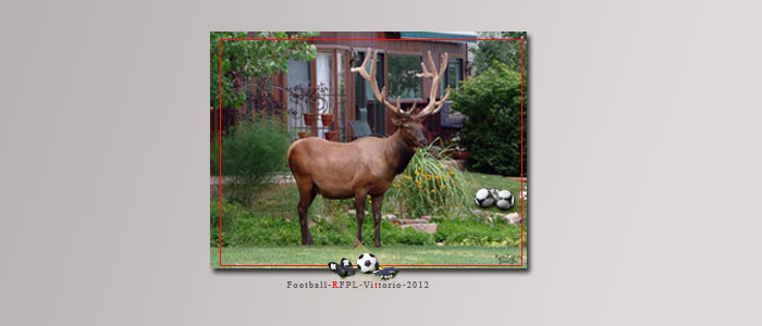 Евро-2012: Россия узнала своего футбольного оракула