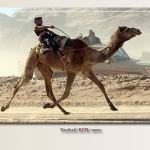 camel-desert